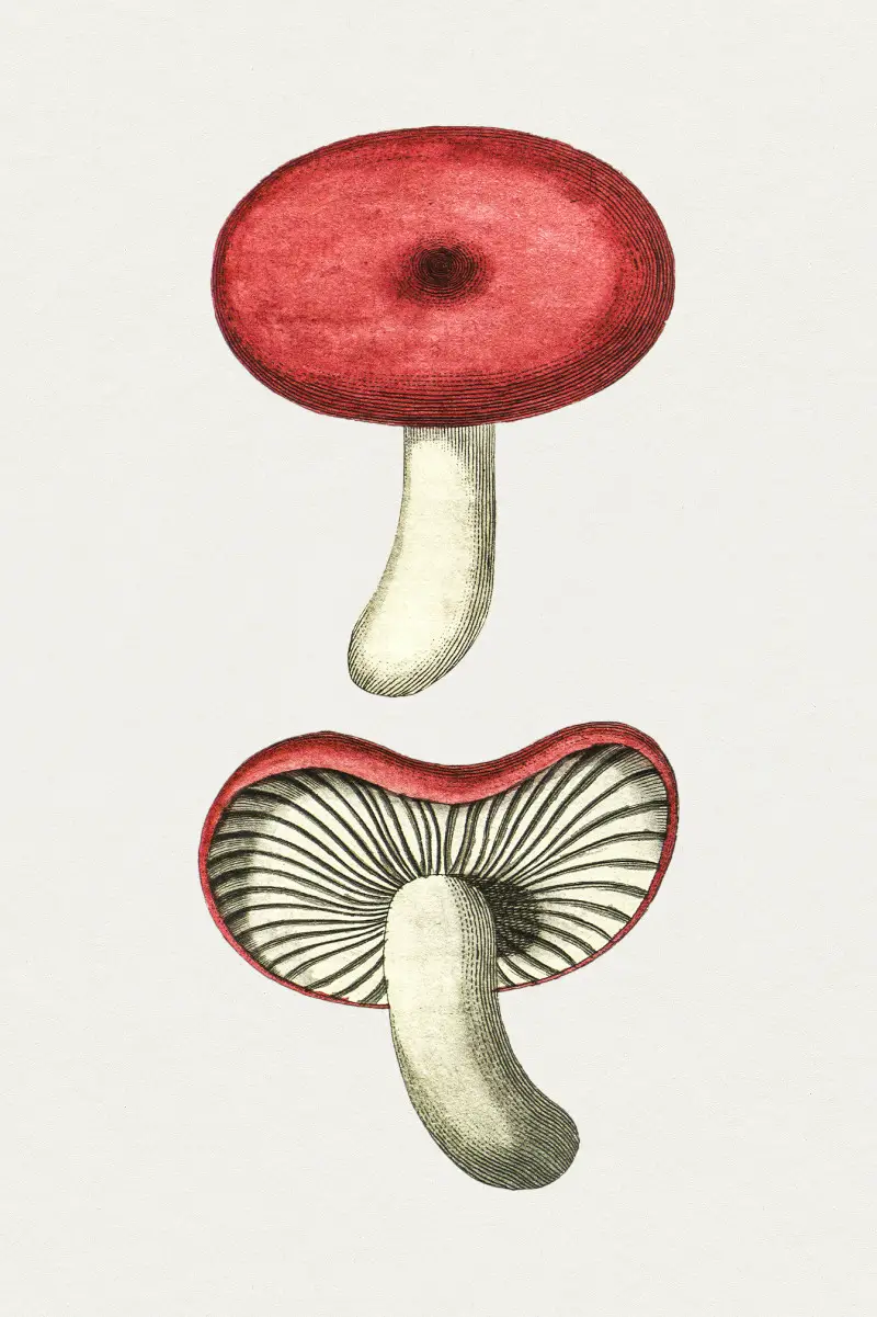 Vintage Cortinarius Purpureus Mushroom